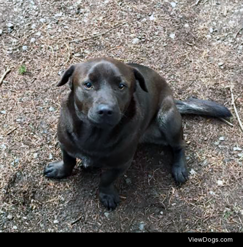 My year old Lab/Corgi mix Cassi