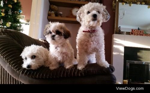 Molly, Oscar and Rosie at Christmas