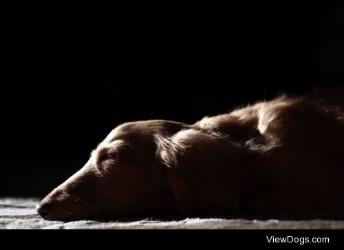 Handsome devil Fan-kun, an Osakan miniature dachshund, looks…