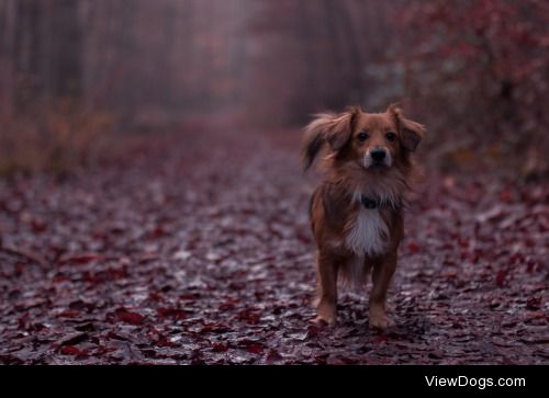 The Walking Dog


Nikolas Feuerstein