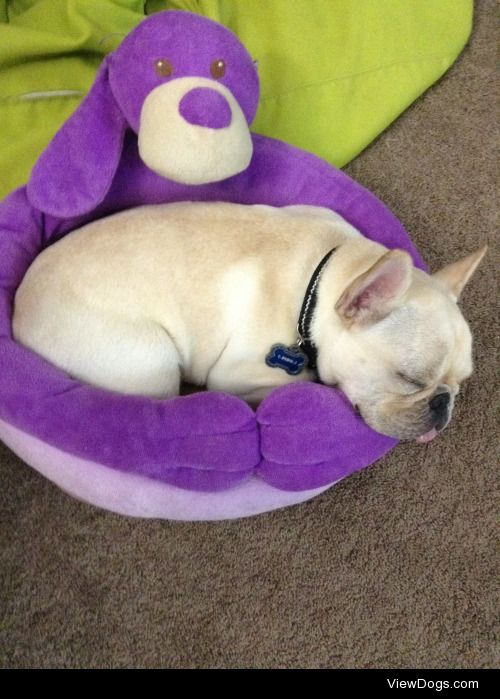 Sleeping in this little puppy bed…nothing is too small for Tutu!