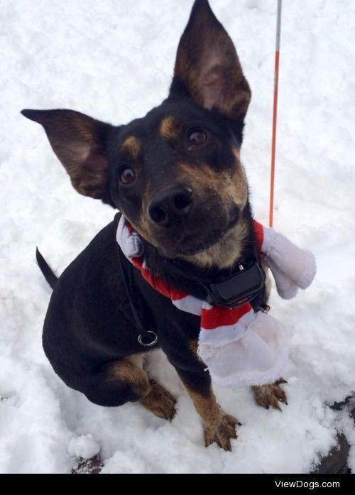 Inky the Australian cattle dog, Doberman mix