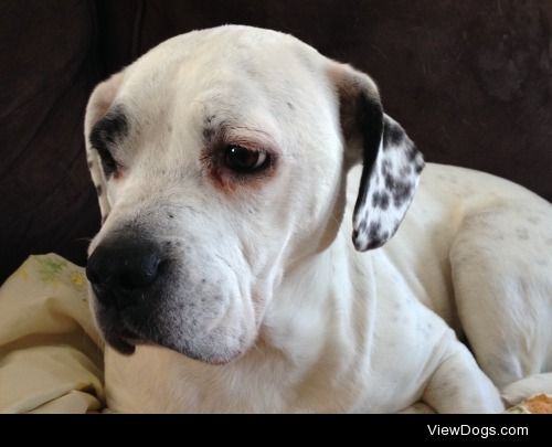 Toph, 7yo female AmStaff mix
www.tophandotherdogs.tumblr.com