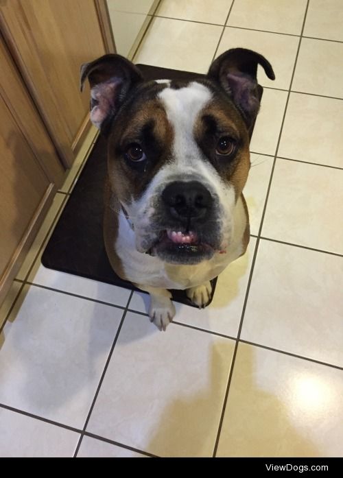 Olly, my Old English Bulldog from San Antonio!
He is 2 years…