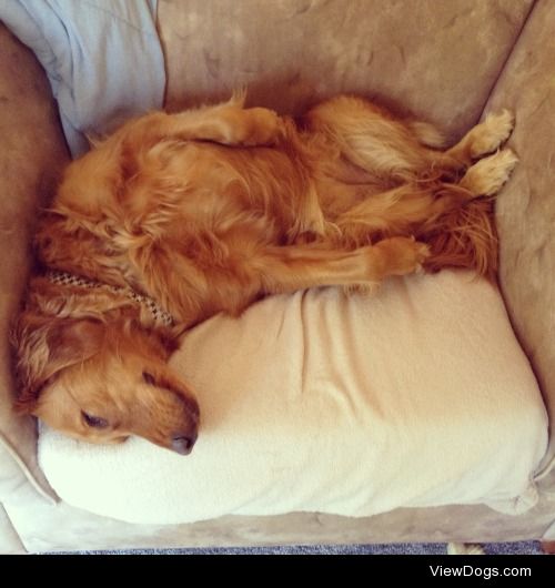 Ginger , golden retriever, sleeps like this every day.