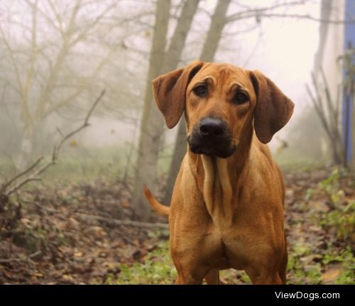 Bolota at the fog


Matilde Passanha