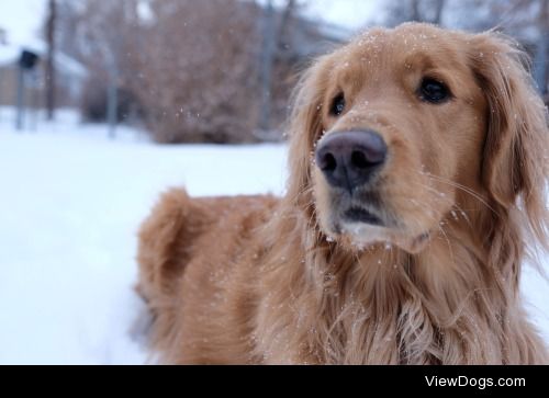 My snow-pup, Humphrey (Denver, CO)