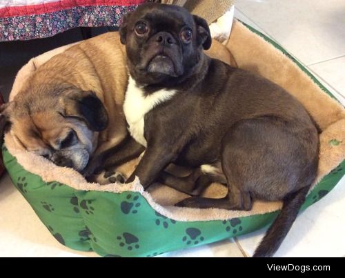 Ellie and Monty #puggle and #bug cozying up