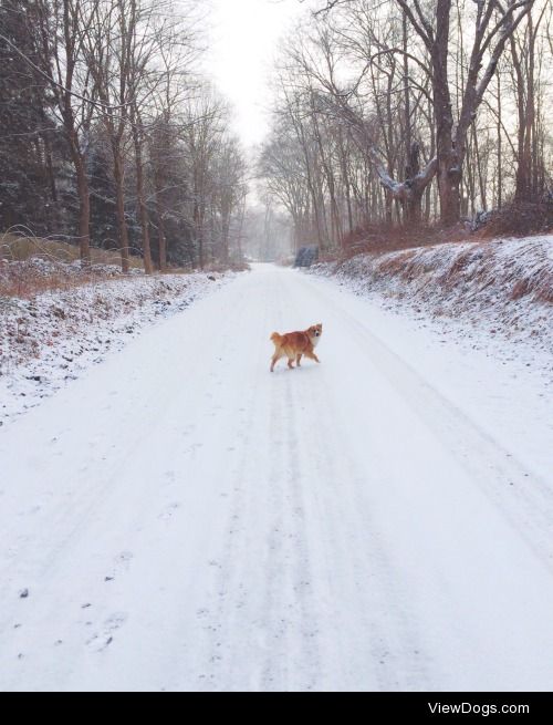 Huxley in the snow