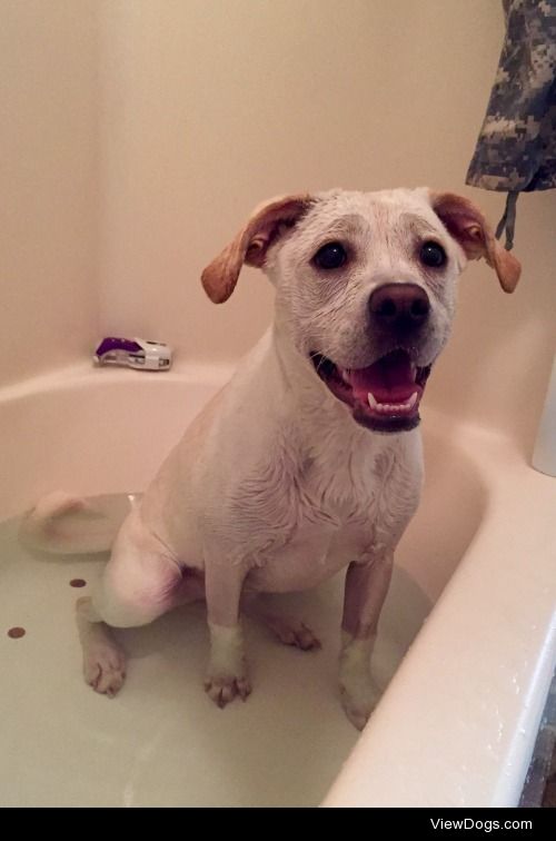 Milly is a boxer/lab mix, and loves a good bath! Milly even has…