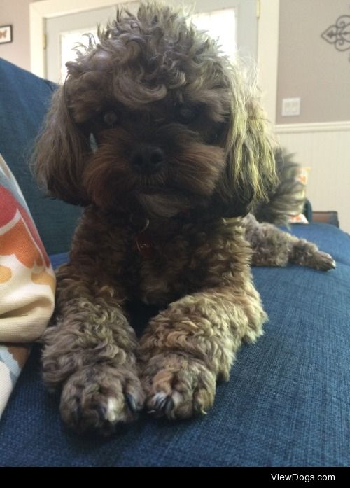 This is Romeo! The shihpoo with a Elvis curl:)