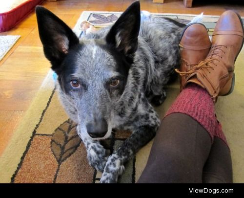Maddy, 9 year old Australian Cattle Dog, and a very sweet girl.