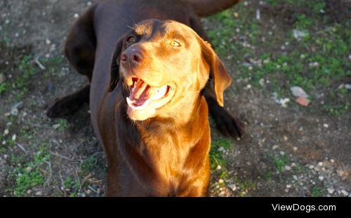 Penny, my chocolate lab