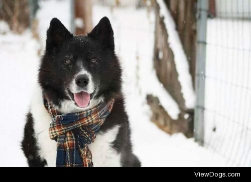 Dizzy Pepper
My 14 year old border collie mix :)