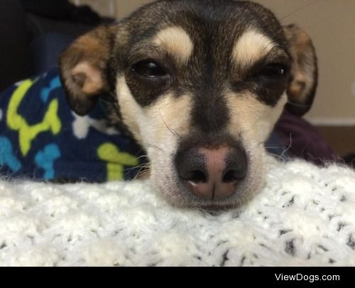This is Pepper. A Rat Terrier and a Chihuahua mix. She loves…