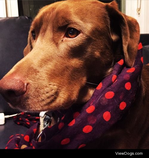 Tucker the chocolate lab, in polka dots.