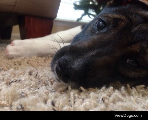 Lily, a border collie/ pitbull mix at 3 months old