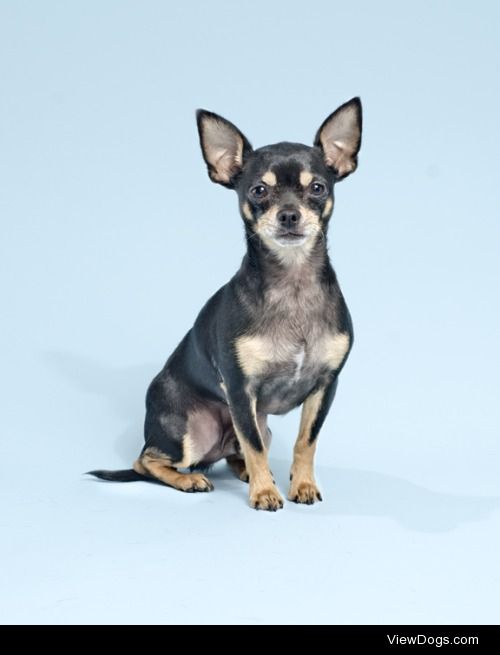 Pepe.Chihuahua. 4.5 years.