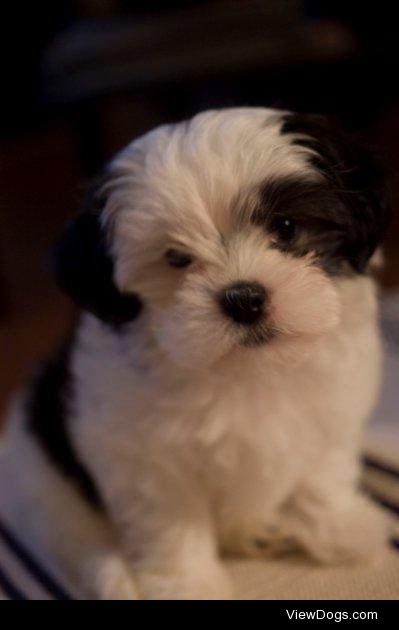 Roxy – Shih Tzu + Maltese mixed breed