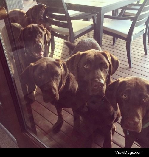 Bella and four of her pups, Sage, Peekay, Mac, and Major