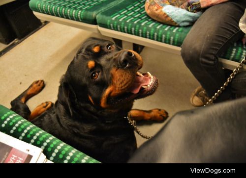 Ollie loves train journeys!
ollietherottweiler.tumblr.com