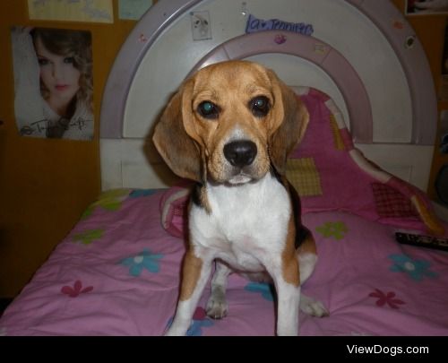 My beagle Tiffany likes just sitting somewhere and stare at me…