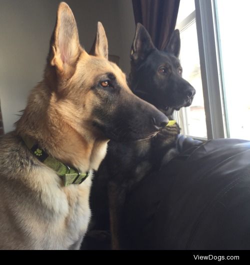 Kano (American Shepherd) and BoomBoom (East German Shepherd)