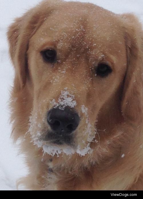 Paxtun, my parents 1 yr old Golden Retriever, playing in the…