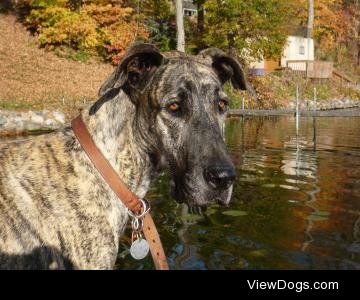 This is Heidi, an 8 year old Great Dane