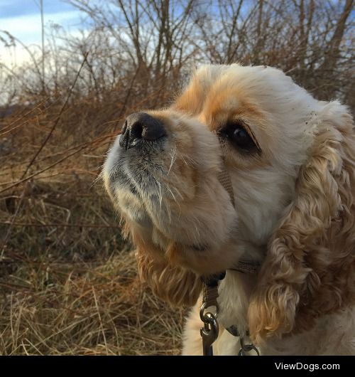 Here is Charlie, my two year old cocker spaniel 