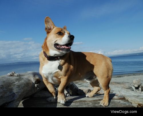 Dohjo        corgie/bulldog      Beach day in Seattle !
