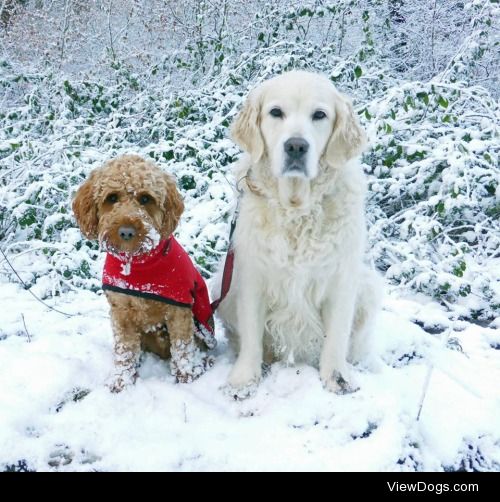 Teddy and Amber in the snow this January!