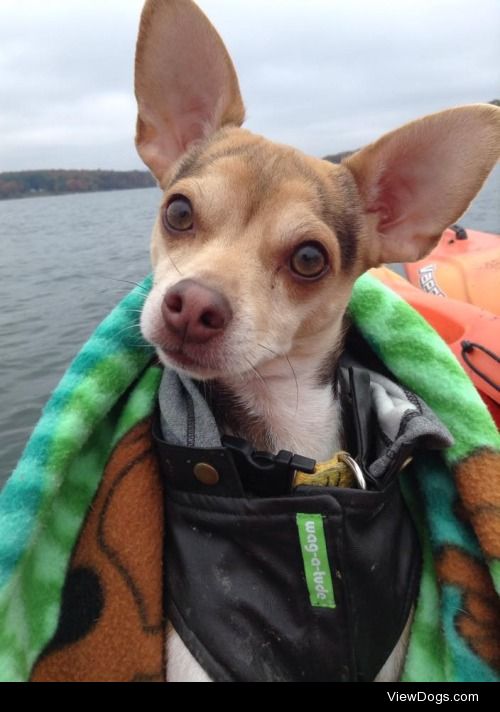 This is Loki, a 4 year old (5 in April) Chihuahua mix. He really…