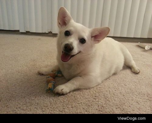 Xena is a 10 year old corgi/American eskimo dog mix who I just…