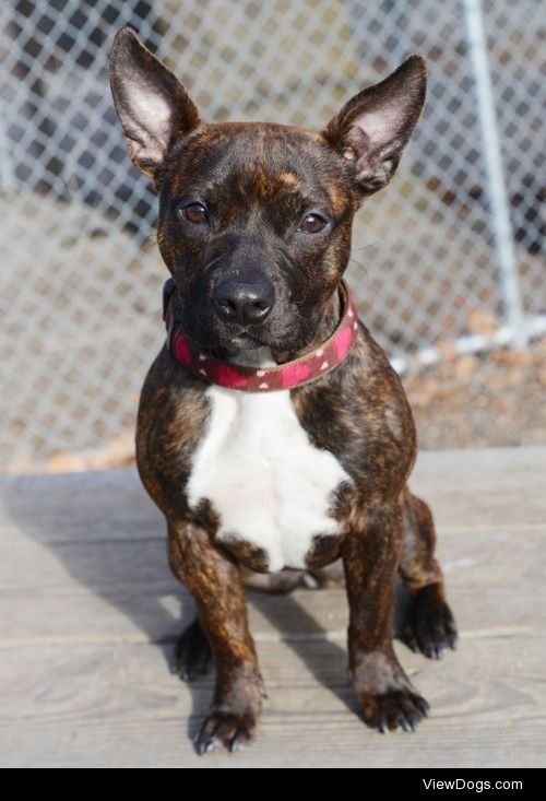 My pittie mix Whiskey at eight months old. Photo credit goes…