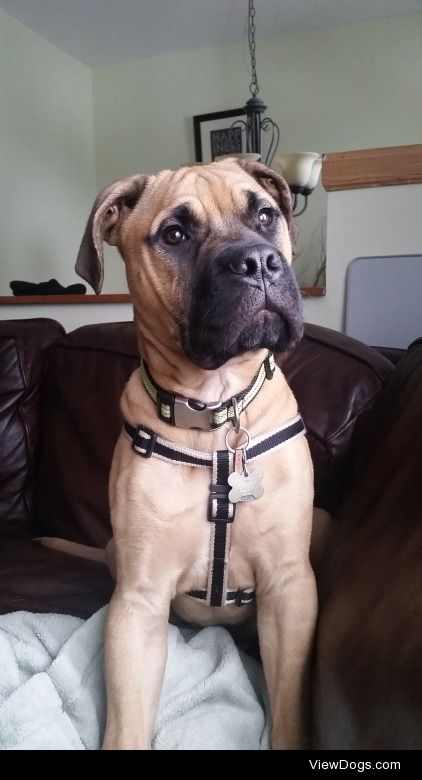 Forrest, the 5 month old Bullmastiff. He is the most gentle and…