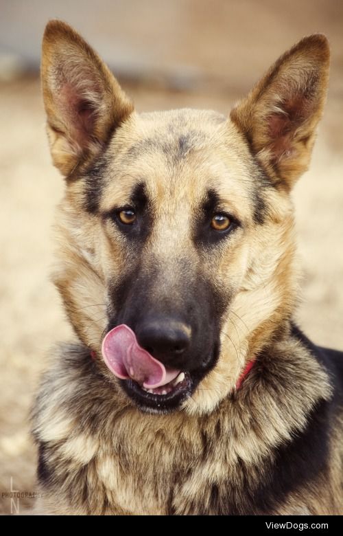 Not so seriousMy gorgeous German Shepherd. He’s under a…