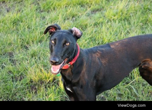 My handsome rescued lurcher boy Caspar waiting for the frisbee!