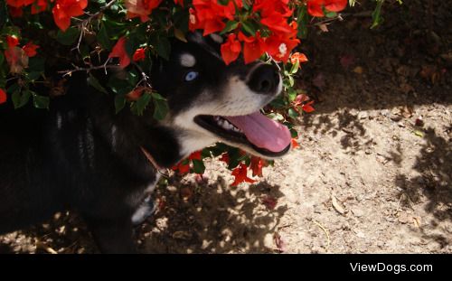 This is mila . She is a 4 months old husky. She loves water and…