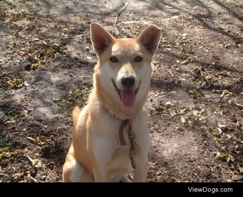 Sasha, 14-year old mystery mutt. I’m like, 80% sure…