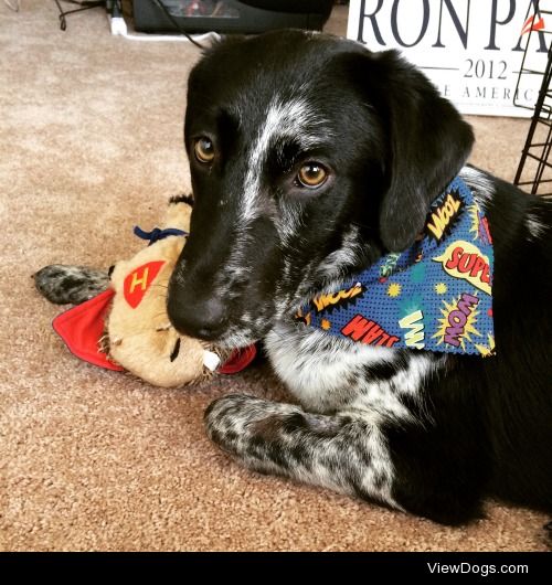 Comanche, my Australian shepherd and lab mix.