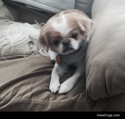 Gumbo. A 4-year old Japanese Chin.