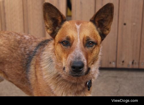 This is Pepper, an Australian Cattle Dog that comes to the dog…