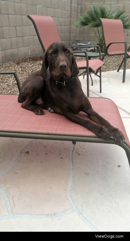 Tucker,  my poodle pointer