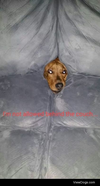 I find loopholes

Cooper, our hammer tic/mountain cur mix sneaks…