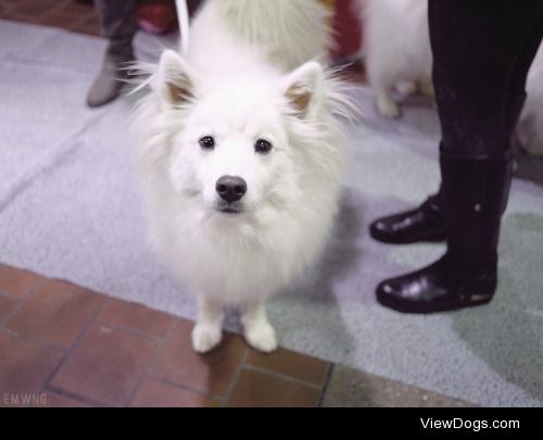 American Eskimo Dog at 139th annual Westminster Kennel Club Dog…