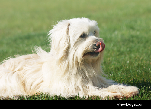 Casper a french 7 years old dog. He loves sleeping or playing…