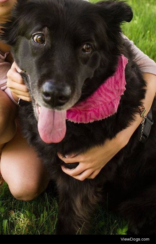 Blackie – A rescue lab-mix that we brought back home, she has…