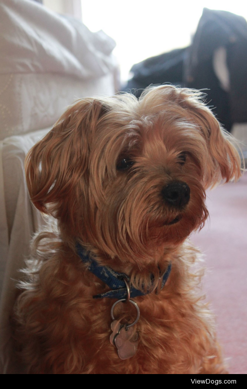 This is my 9 year old Yorkshire terrier, Mini! She’s actually…