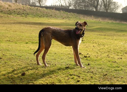 My saluki cross, Pod at 7 months.